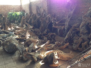 崖柏,崖柏根雕,崖柏毛料