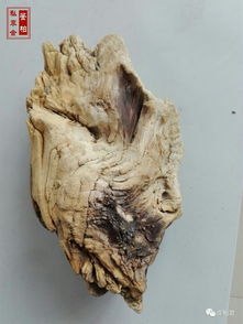 林彩娟 崖柏精品毛料的判定標準是什么