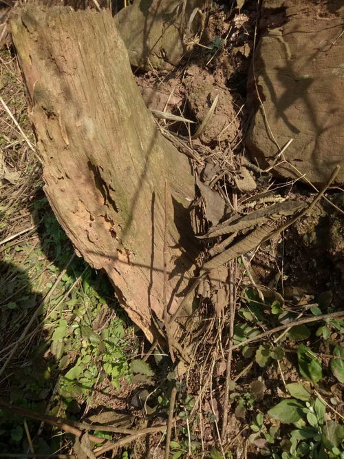 鑒賞 請問這是不是崖柏