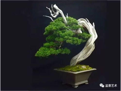 崖柏盆景制作管理