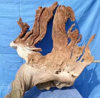 從五方面教你辨別真假崖柏!-