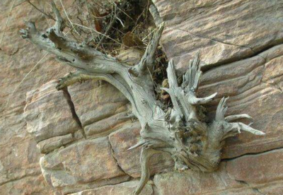 崖柏與側柏區別圖鑒 崖柏與側柏有什么關系