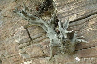 哪個地區的崖柏仙氣最濃 想淘精品一定要去這地方