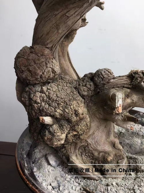 太行崖柏最神秘的陳化瘤之櫻子瘤原料的分類與區(qū)別