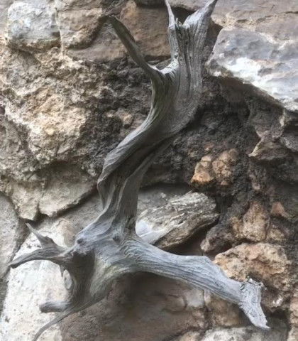 山上懸崖發(fā)現(xiàn)一顆崖柏,準(zhǔn)能賣(mài)個(gè)好價(jià)錢(qián),但是崖柏雖好,不能挖