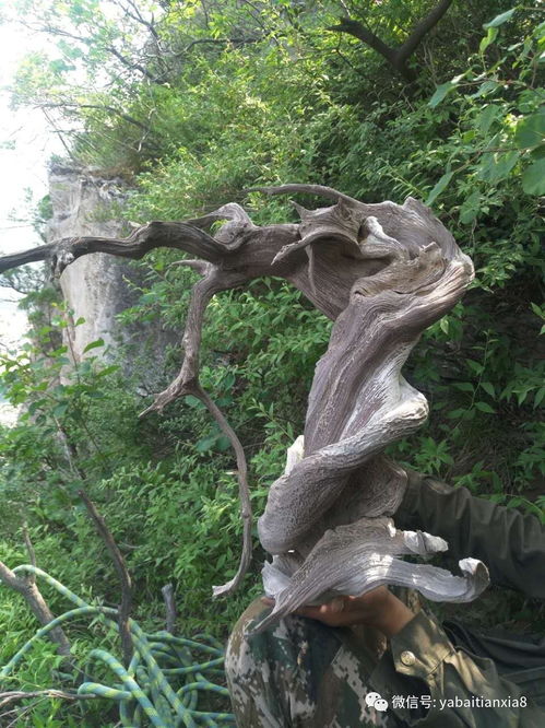 如果你手里有這幾種崖柏,不想發(fā)財(cái)都難