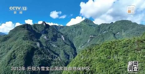 植物界的希望:崖柏的重生與繁衍