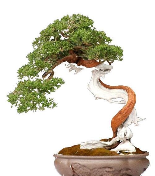 崖柏移栽活不了 那是你沒掌握技巧,只要這3點做好,成活率超高