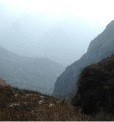 深山驚現300公斤崖柏，村民冒險采挖引發關注