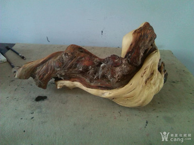 太行崖柏 懸崖峭壁上的生命傳奇