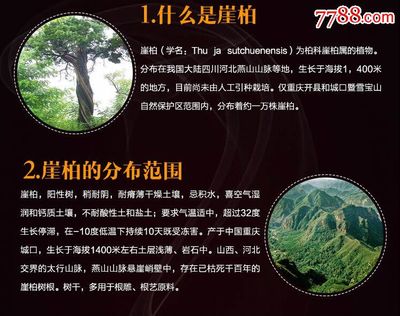 崖柏芳華 薄荷涼香佛手串的優(yōu)雅韻味