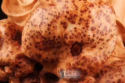 太行崖柏千年陳化瘤疤料擺件《萬(wàn)壽無(wú)疆》 自然與工藝的完美融合