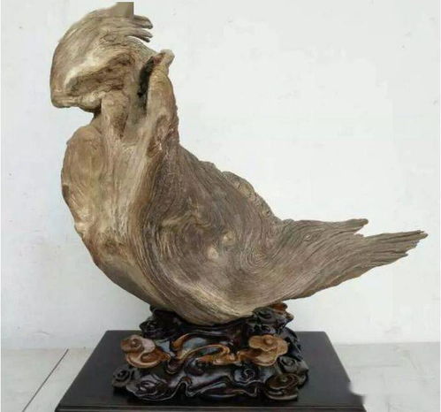 總價(jià)值幾十個(gè)億，這才是中國(guó)太行精品崖柏