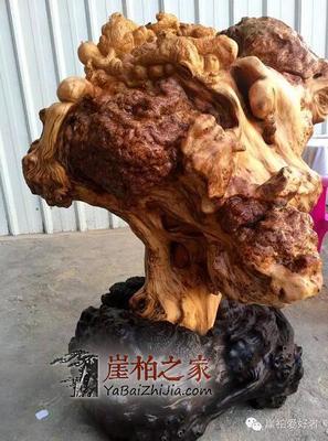 萬年崖柏 陳化榴爆滿紋，六位數的自然瑰寶