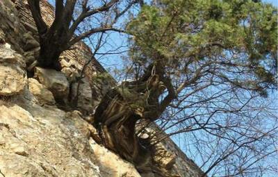 史上最堅強的植物,沒有之一,懸崖上的崖柏!