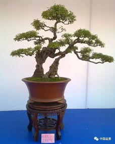 黃荊與崖柏 盆景藝術的制作與養護雙璧